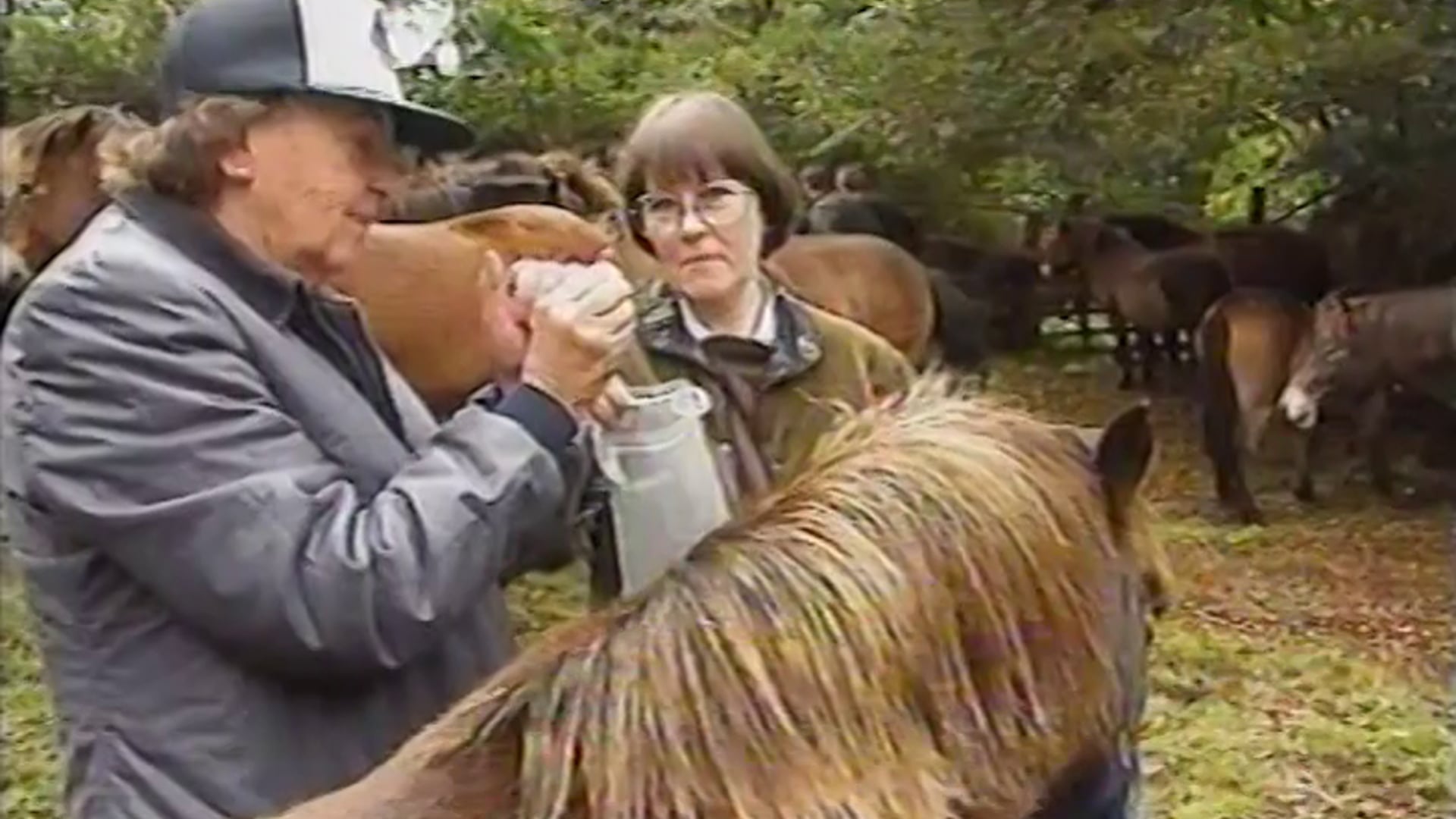 UK Today 'Exmoor Ponies'