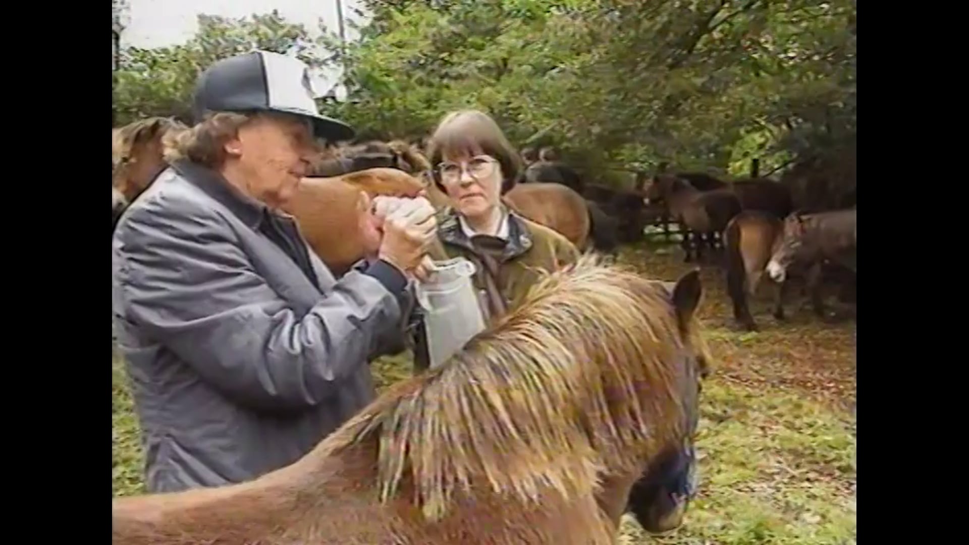UK Today 'Exmoor Ponies'
