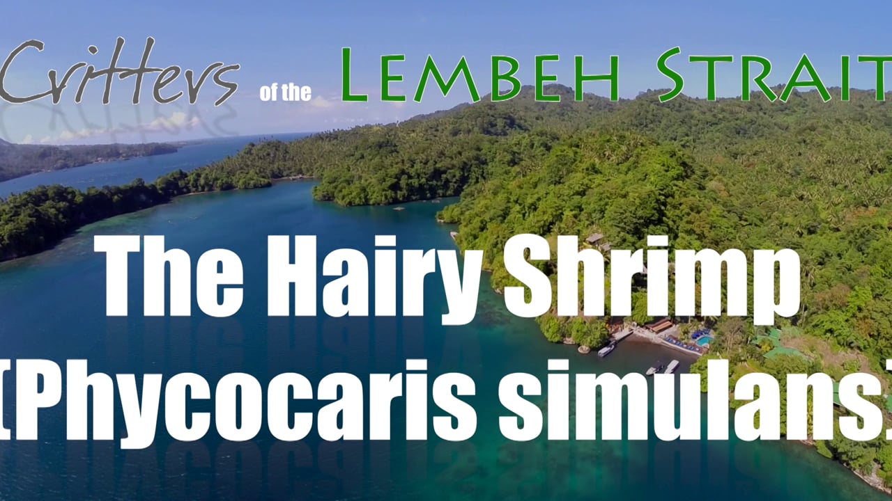 Critters of the Lembeh Strait | The Hairy Shrimp