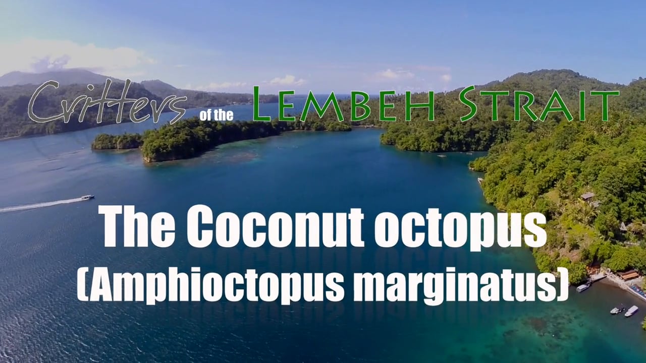Critters of the Lembeh Strait | The Coconut Octopus (Amphioctopus marginatus)