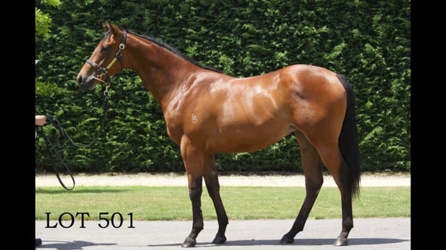 Lot 501