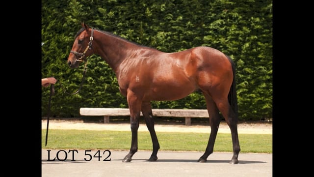 Lot 542