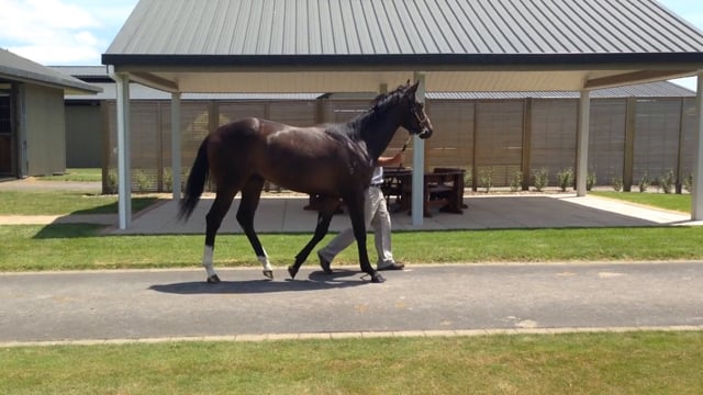 Lot 966