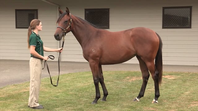 Lot 82