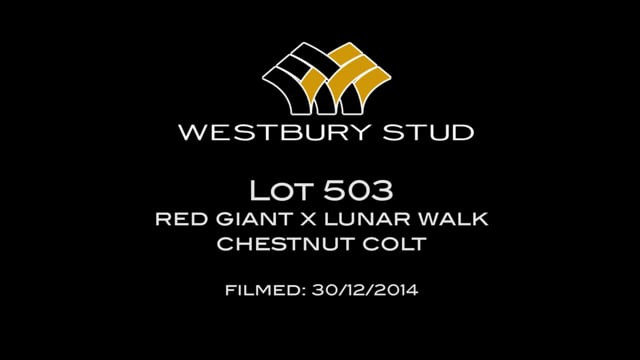 Lot 503