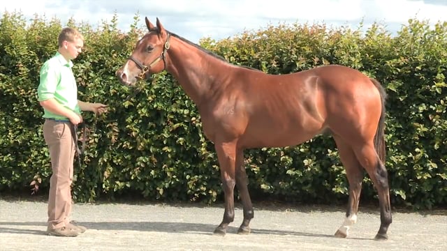 Lot 994