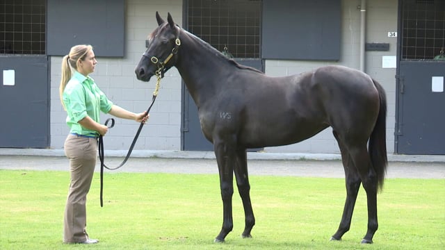 Lot 31