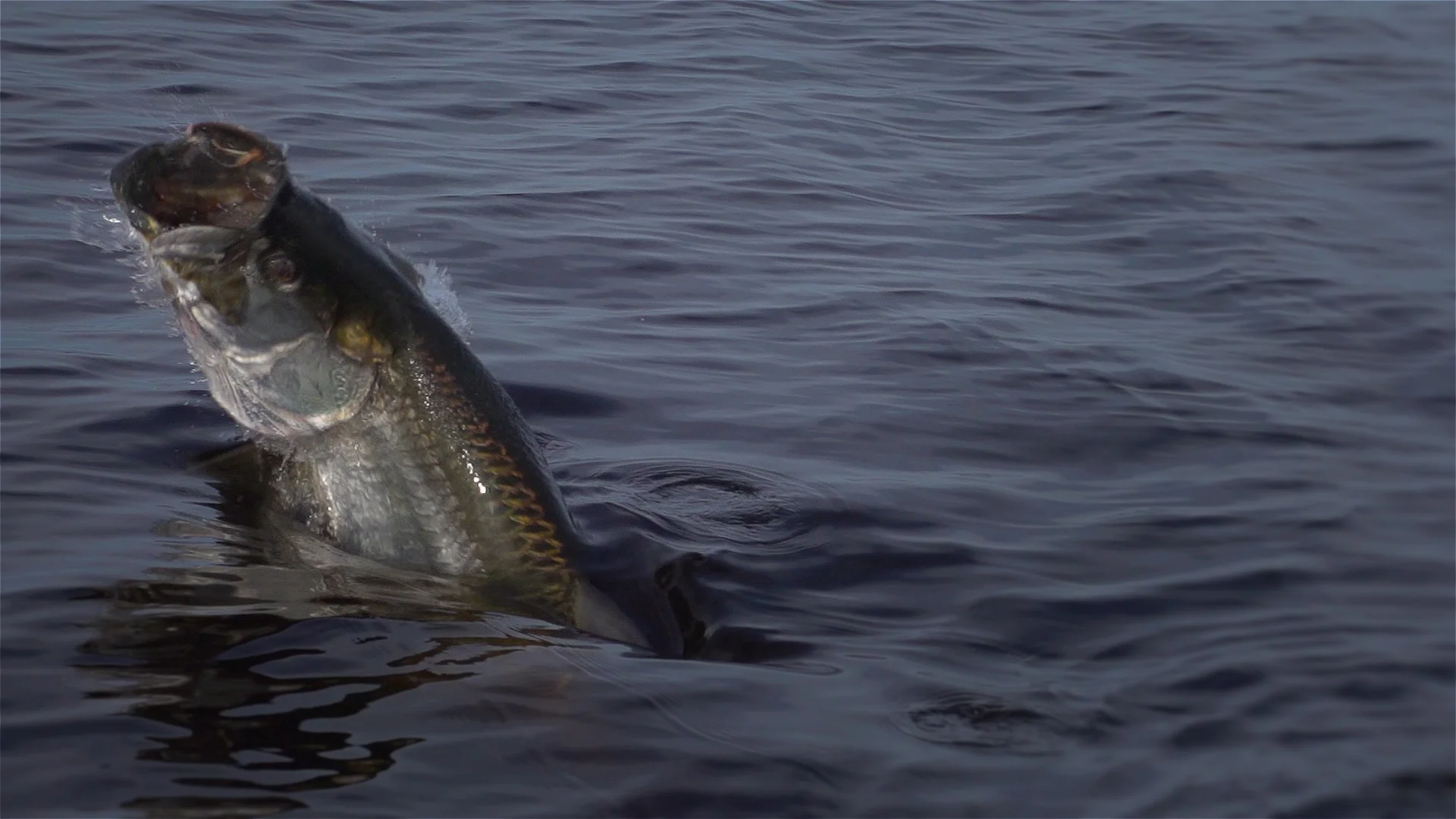 SloMo Bass Jump, Baby Tarpon Jumping, By RVO