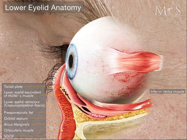 eyelid muscle anatomy
