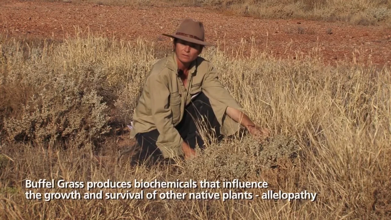 Buffel Grass Control - SA Arid Lands