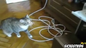 Funny Cats Compilation [Most See] - Funny Cat Videos Ever on Vimeo