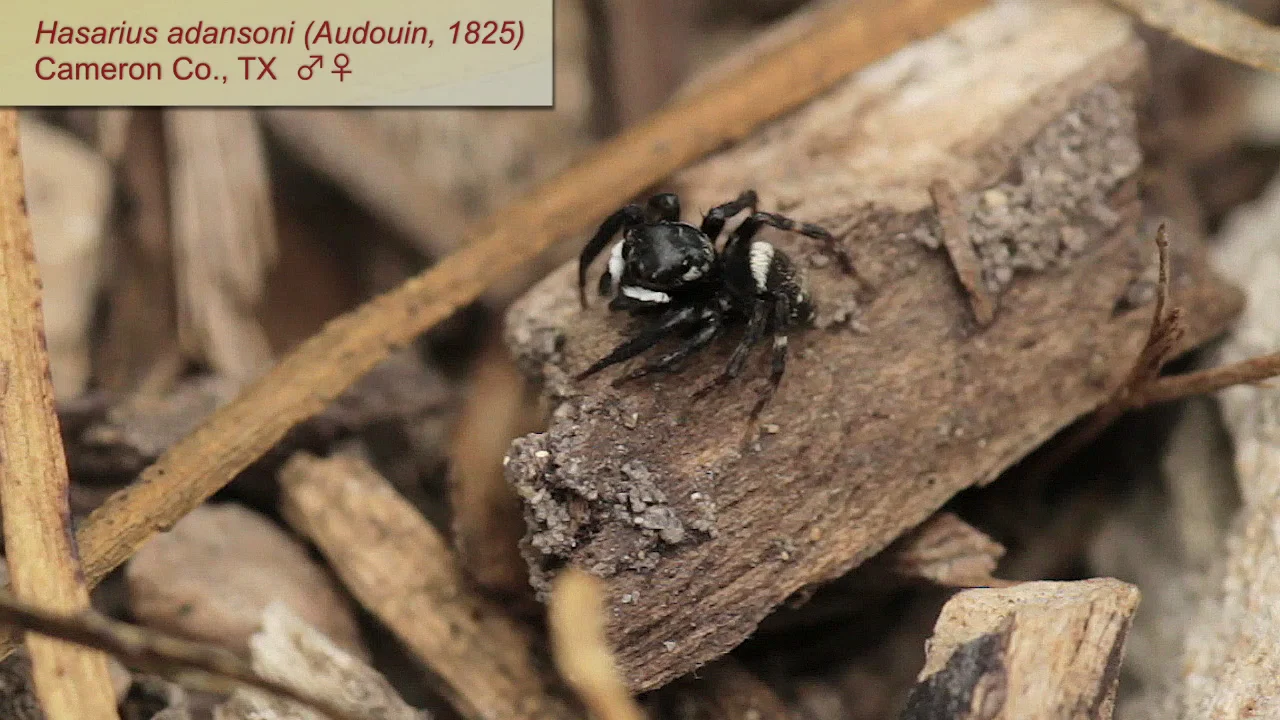 Jumping Spider, Pest Library