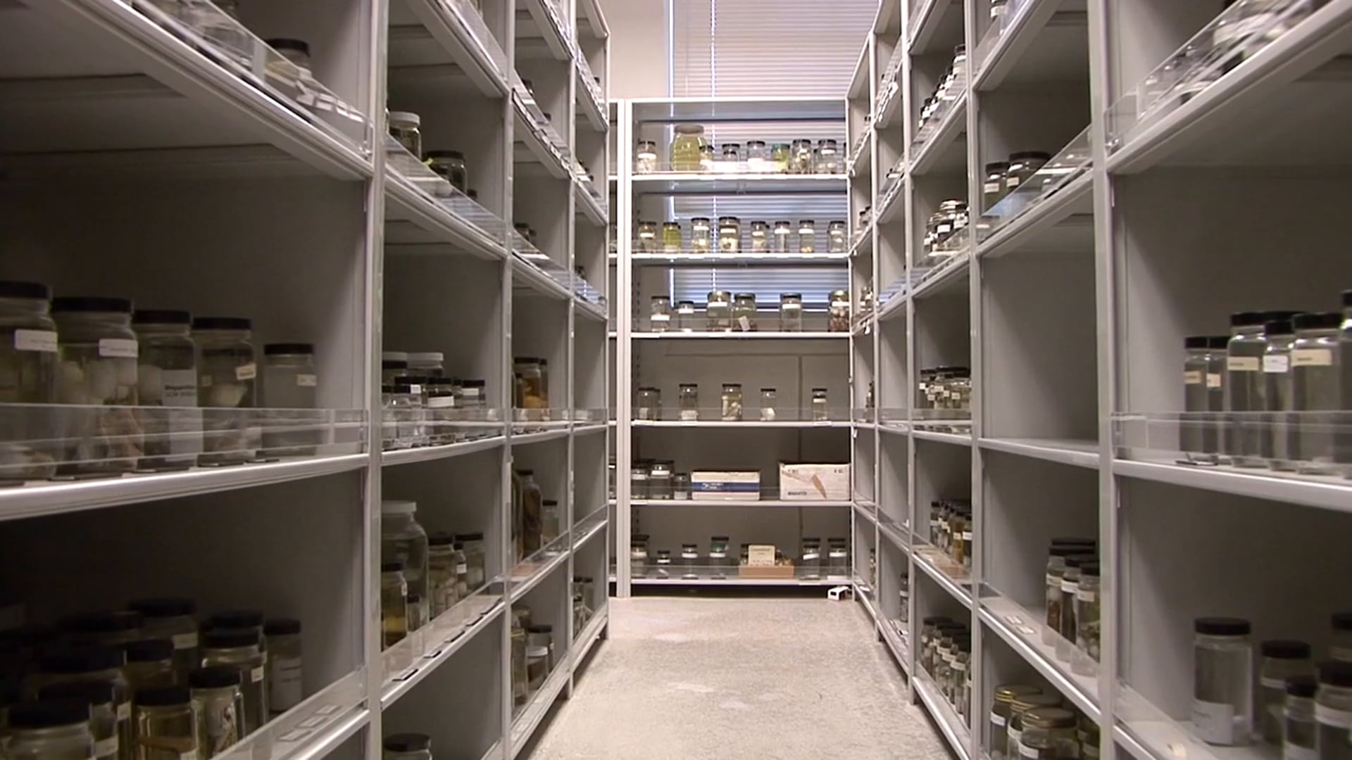 Museum Collections