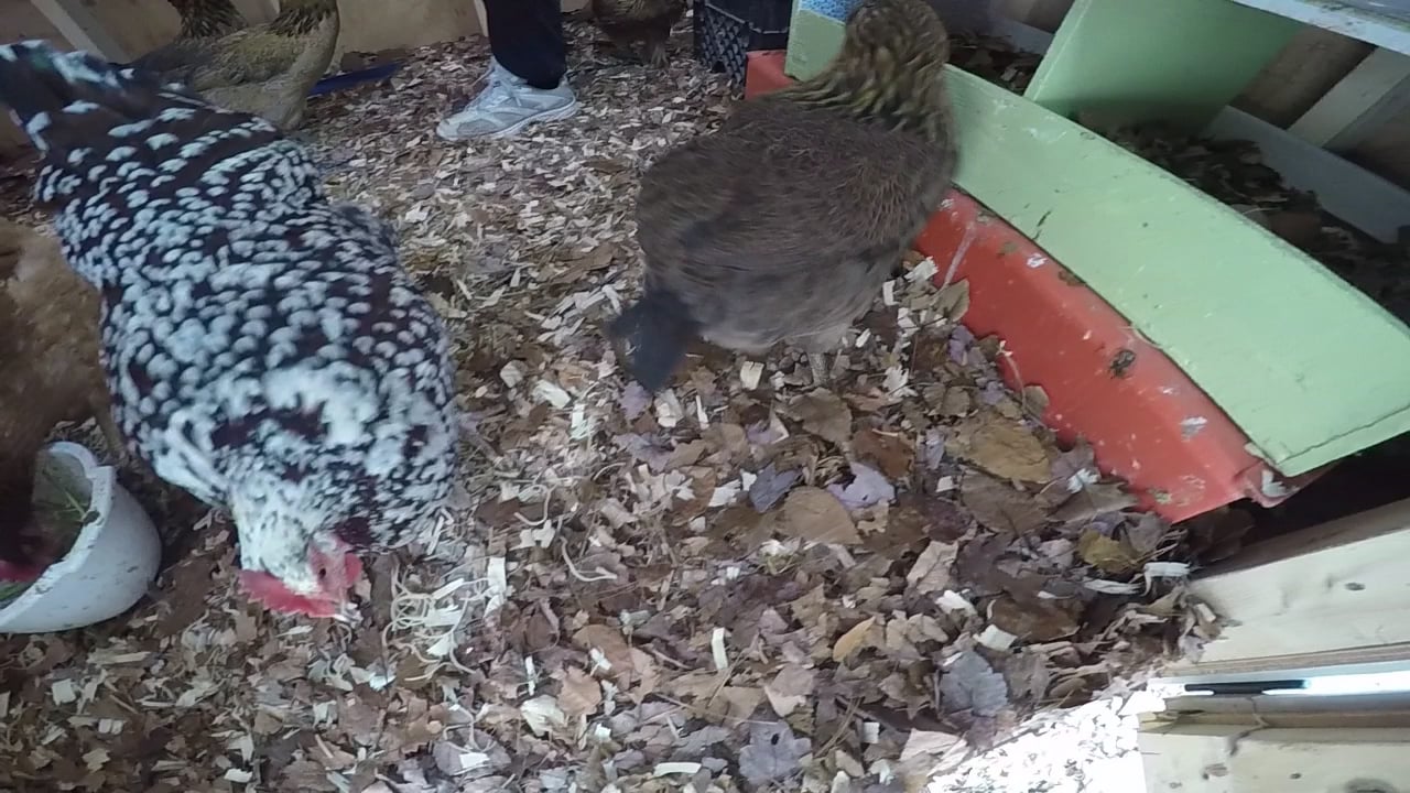 Chickens spaghetti and three eggs on Vimeo