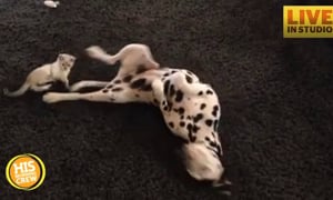Kitten Obsessed with Dalmatian Tail