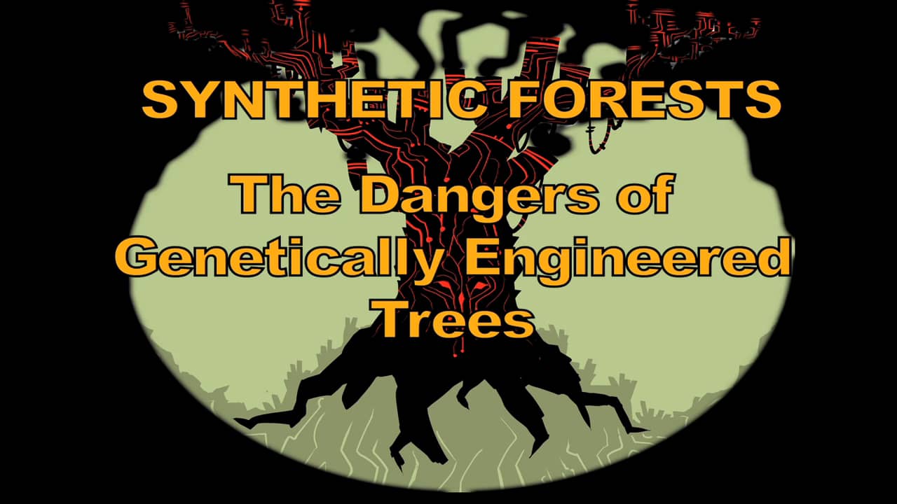Synthetic Forests on Vimeo
