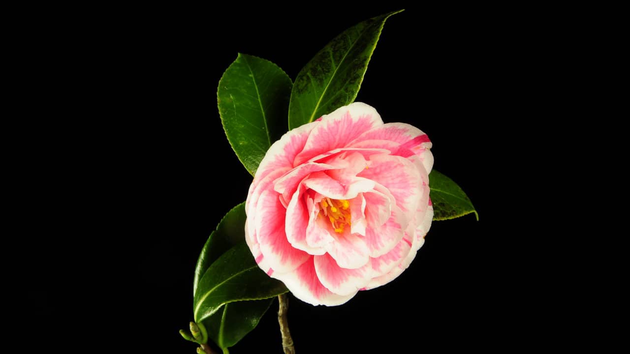 Life Cycle Of A Camellia Blossom on Vimeo