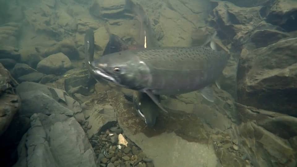 Coho Salmon digging and spawning in Freshwater Creek, Humboldt Bay