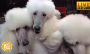 Mann on a Mission: Circus Dog Trainer