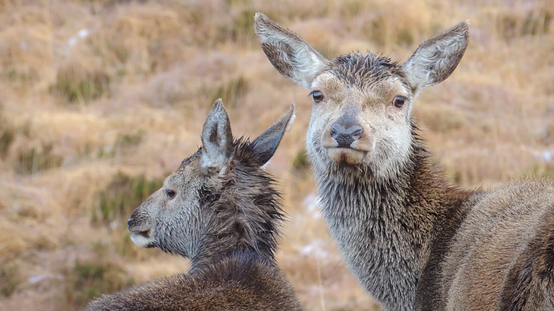 Allogrooming Red Deer on Vimeo