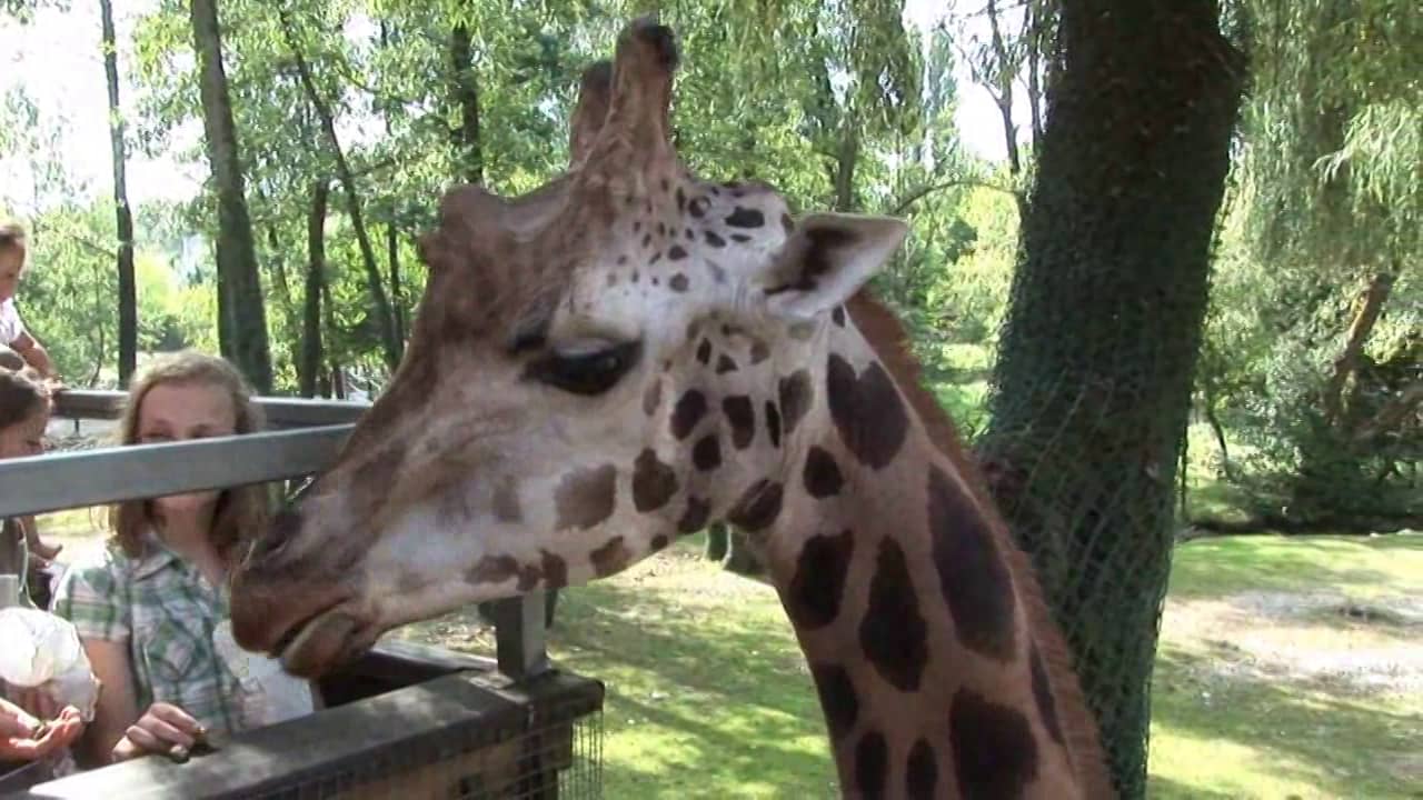 117 giraffe-HD on Vimeo