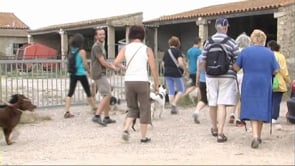 L'abandonament massiu de gossos  continua