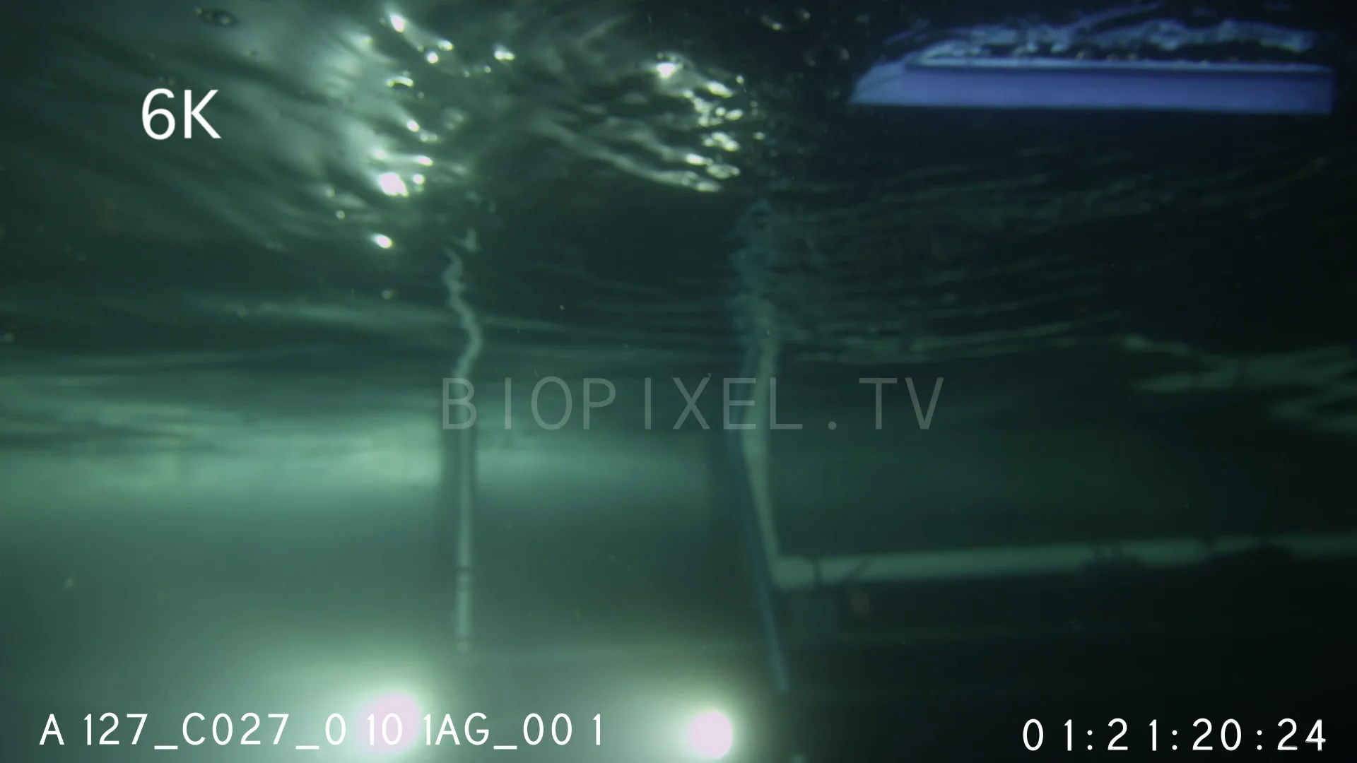 4K Jellyfish Box Jellyfish Irukandji box jellyfish research 6K on Vimeo