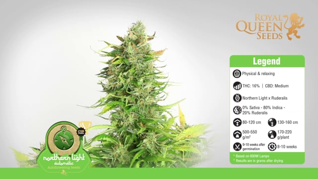 Light Strain Cannabis Seeds - Royal Queen