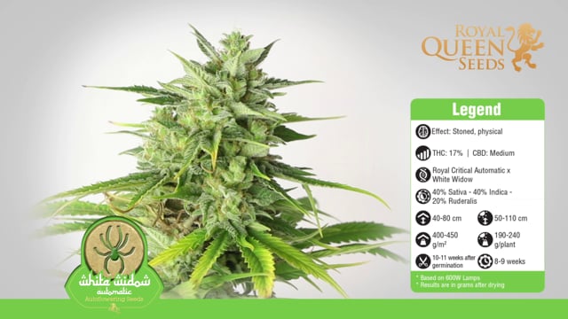 White Widow Autoflower Strain Cannabis Seeds - Royal Queen Seeds