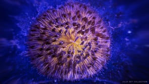 ||| Under The Sea |||