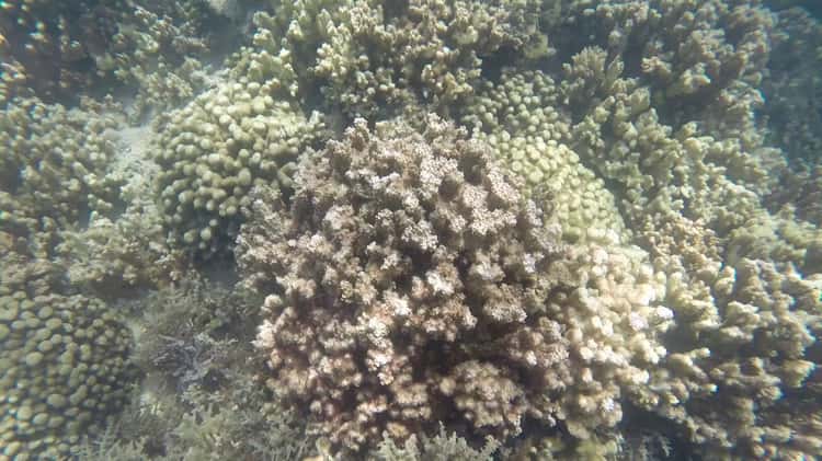 DLNR Division of Aquatic Resources Rapid Assessment Team Investigates New  Threat to Corals-unedited on Vimeo