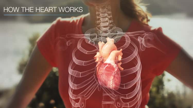 How The Heart Works 3D Animation