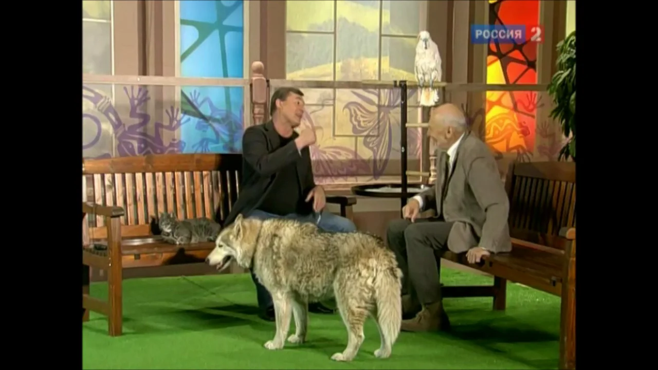 Передачи с николаем дроздовым. Передача в мире животных с николаем дроздовым. В мире животных. Дроздов на передаче в мире животных. Программа про животных с николаем дроздовым.