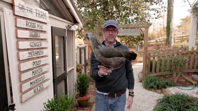 Introducing Our Backyard Chickens [RYG]
