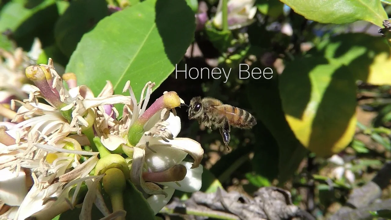 Honey Bee on Vimeo