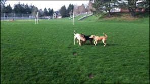 Puppies from the same litter meeting for the first time