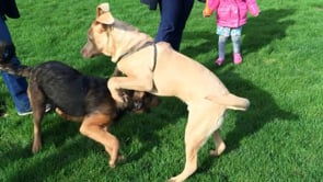 Puppy brothers meeting