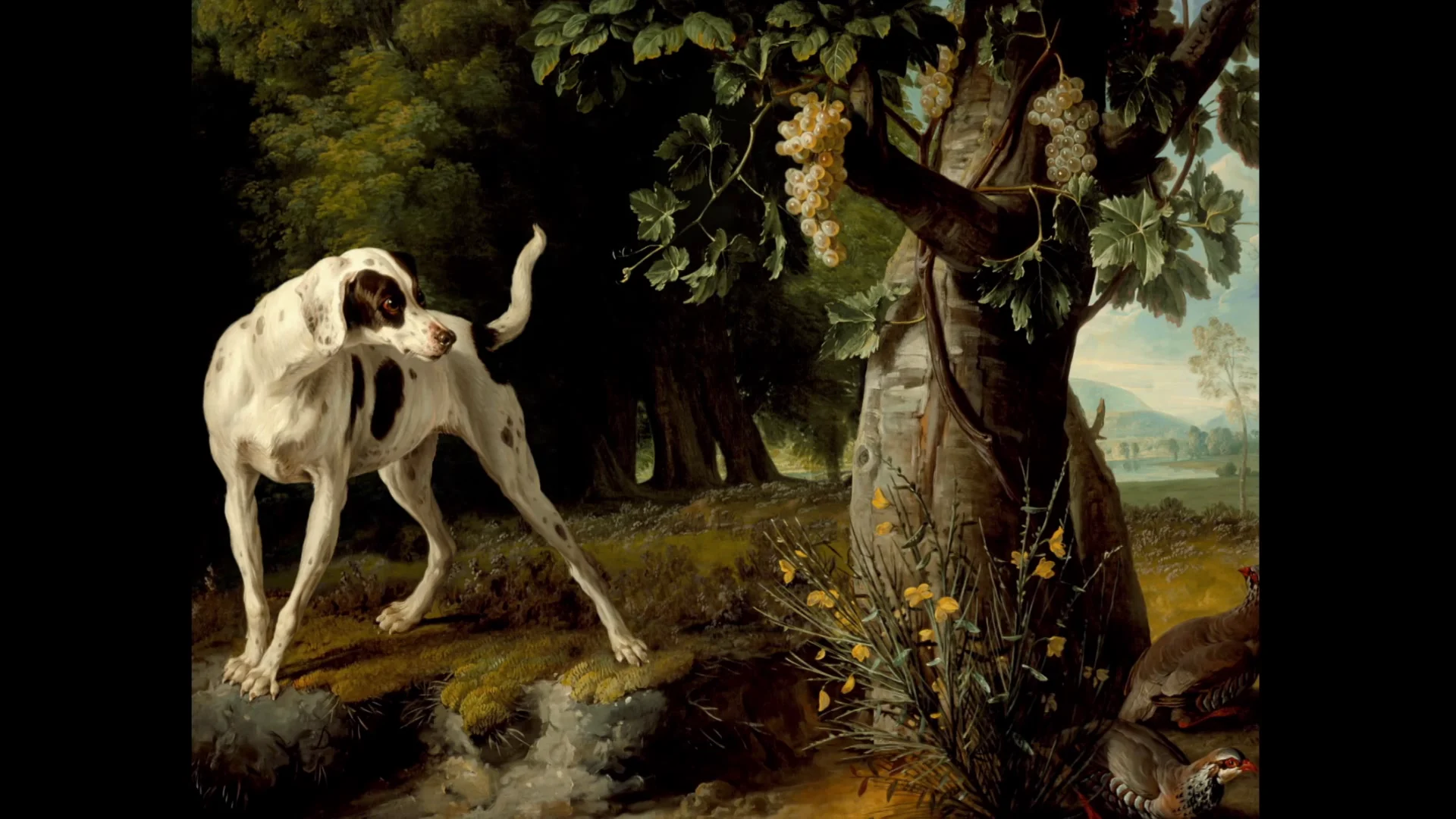 The History of hunting dogs on Vimeo