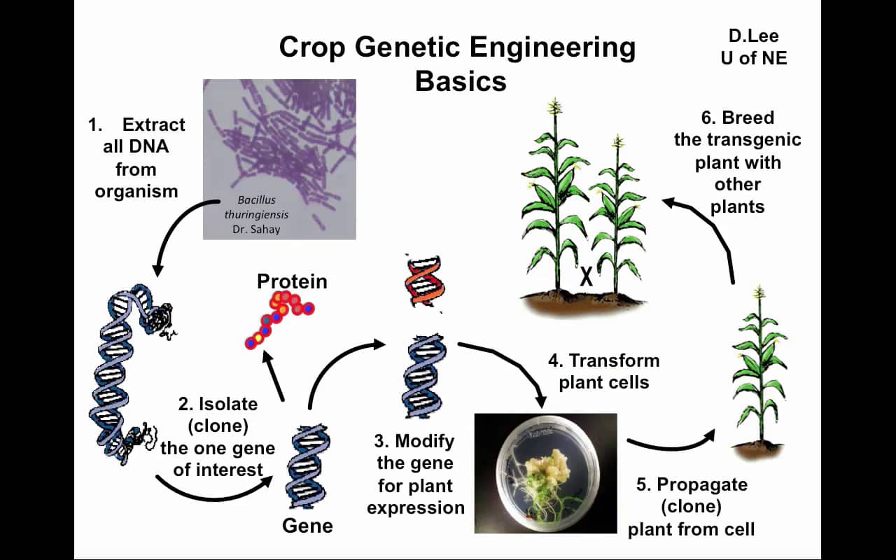 backcross-breeding-basics-on-vimeo