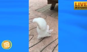 Disabled Rabbit Learns to Walk on Front Legs