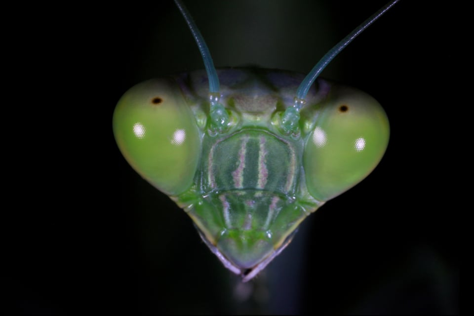 REVERENCE | by Zana Briski | Edit Sample