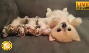 Video of 3 Kittens and Puppy Napping is Adorable