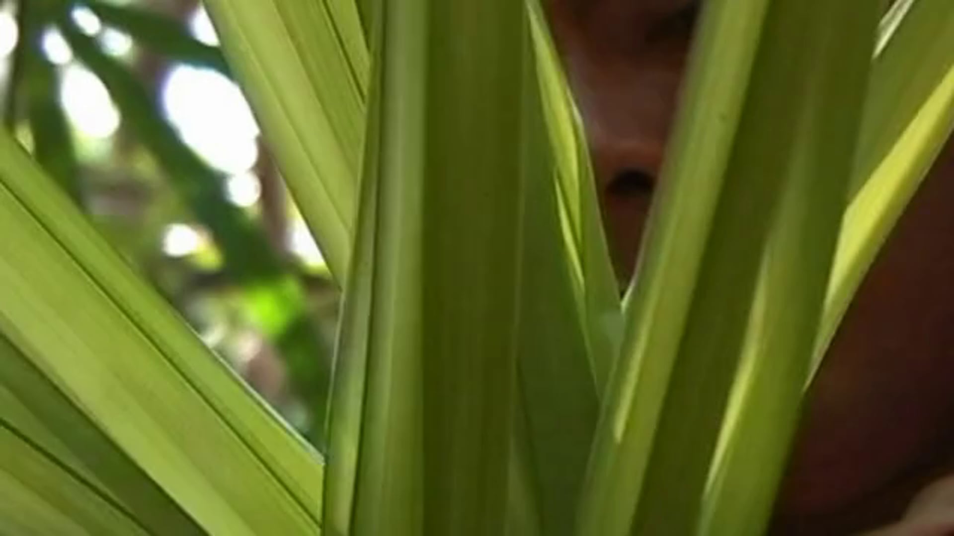 "Passagens e Fronteiras" - Promo