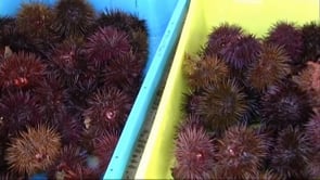 Agafen un pescador furtiu que havia capturat 400 garotes sense llicència