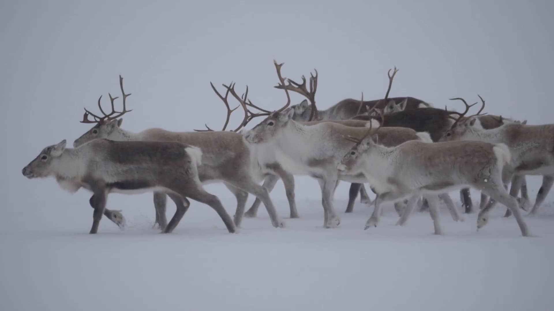 Reinsdyrflokk på Groheller (Granvin) 1080p on Vimeo