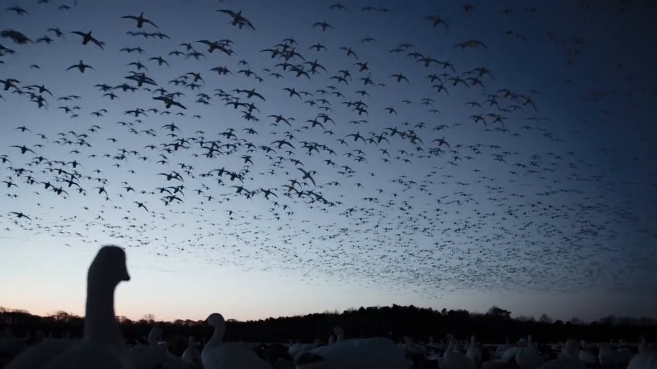 Eastern Shore Black Duck Outfitters on Vimeo