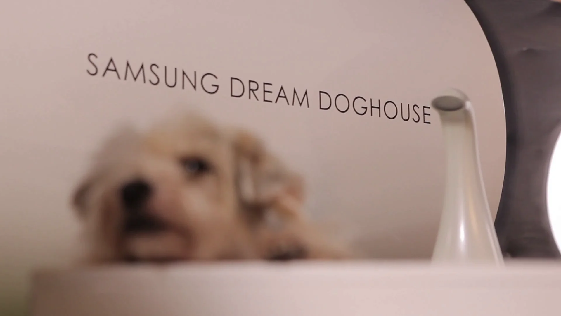 Dream doghouse best sale