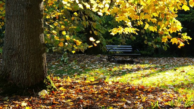 Fall Foliage in Arboretum-2