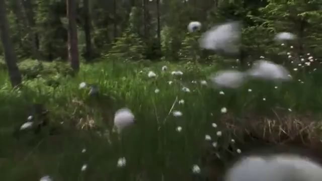 Vorschaubild: Peter Liechti: The Sound of Insects