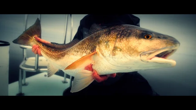 Great Redfish action in North Florida - Angling TV